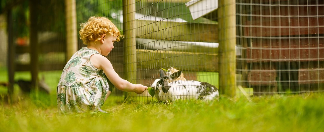 Kanin. En liten jente gir gress til en kanin. Foto
