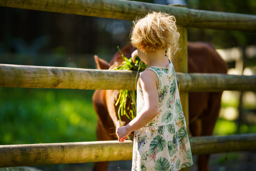 Hest. En hest får gress av en liten jente. Foto