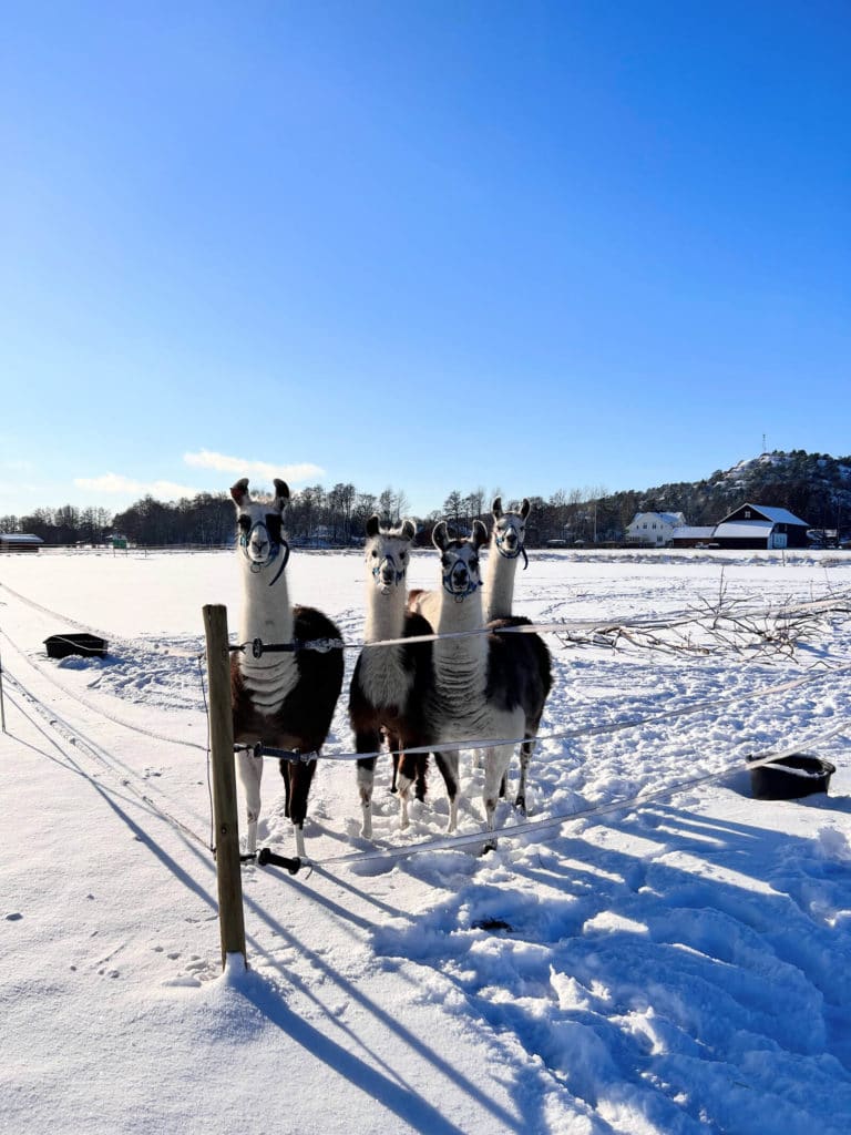 Fire lamaer som står på beitet om vinteren og ser på kamera. Foto