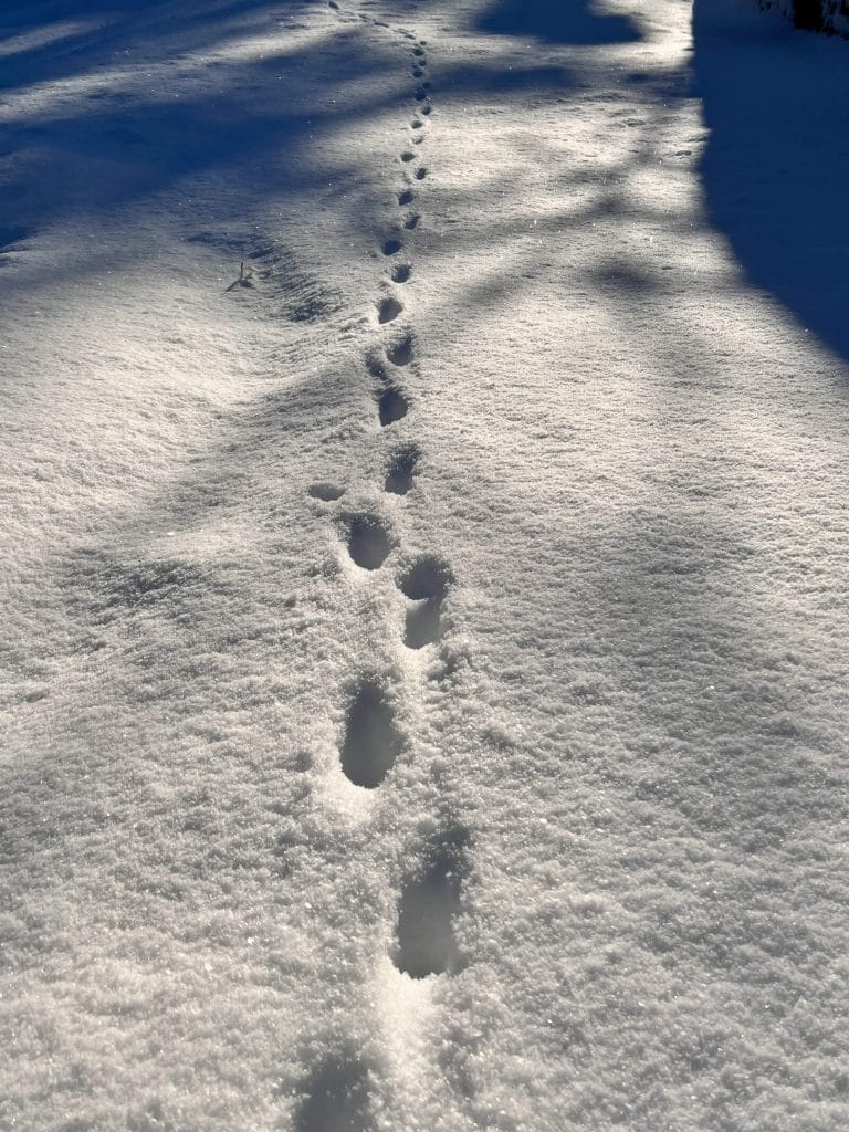 Kattespor i snøen. Fofo