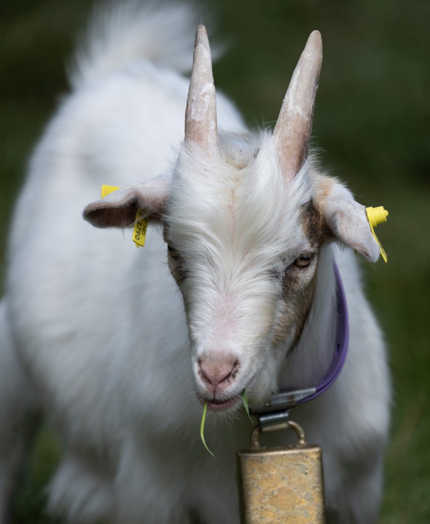 Chivo, en liten hvit geitekilling med lilla bjelle.